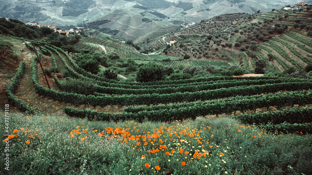 View of the hills in Douro Valley, Portugal. - obrazy, fototapety, plakaty 