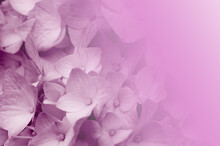 Nice Background With Violet Flowers For Card