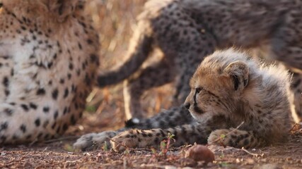 Wall Mural - Cute fuzzy cheetah cub lies in golden tall morning grass next to mom