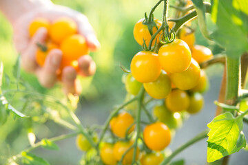  手で黄色いミニトマトを収穫する