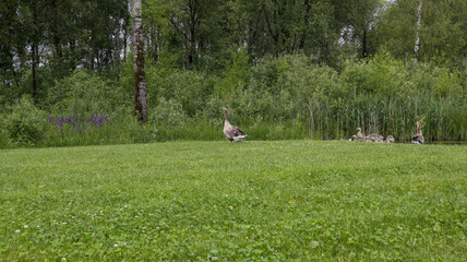 Flock of white and brown geese in green 2