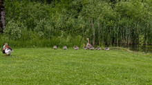 Flock Of White And Brown Geese In Green 4