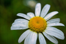 Daisy With Dew
