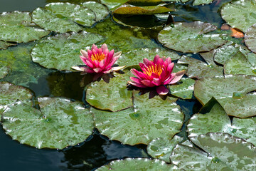 Two colorful red water lilies or Nympaea with green pads