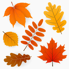 Wall Mural - autumn leaves or fall foliage collection. isolated set of maple, oak or birch and rowan tree leaf