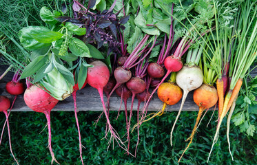 Organic beets and carrots of different varieties with edible herbs.