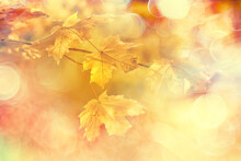 Abstract Autumn Fall Background Leaves Yellow Nature October Wallpaper Seasonal