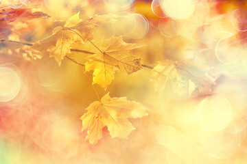 abstract autumn fall background leaves yellow nature october wallpaper seasonal