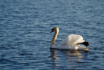 Sticker - Beautiful white swan on the lake, in the natural park.