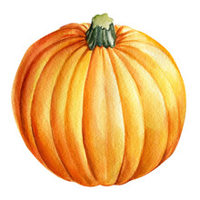 Pumpkin On An Isolated White Background. Watercolor Illustration, Autumn