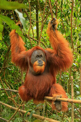 Wall Mural - Male Sumatran orangutan (Pongo abelii) sitting on a bamboo in Gunung Leuser National Park, Sumatra, Indonesia