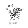 Hand drawn cypress sketch black for decoration design. Outline vector illustration. Natural line art. Vintage outline style.