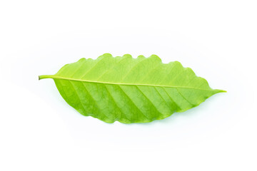 Wall Mural - green leaf isolated on white background
