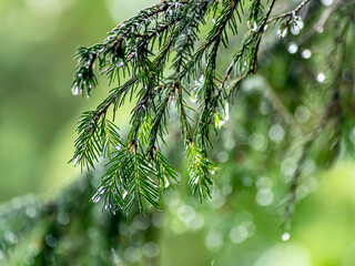 Wall Mural - clean shiny raindrops on pine needles in the forest