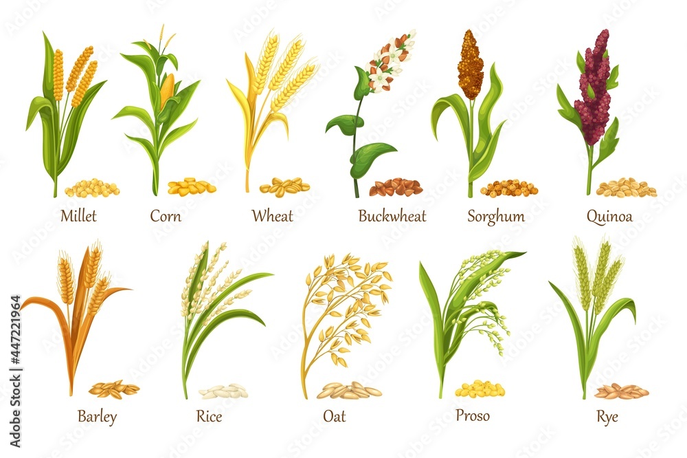 Grass cereal crops, agricultural plant vector illustration. Set heap grains seeds, farm crop harvest. Cereal plants of rice, wheat, corn, rye, barley, millet, buckwheat, sorghum, oat, quinoa, proso. - obrazy, fototapety, plakaty 