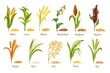 © Victoria Sergeeva - Grass cereal crops, agricultural plant vector illustration. Set heap grains seeds, farm crop harvest. Cereal plants of rice, wheat, corn, rye, barley, millet, buckwheat, sorghum, oat, quinoa, proso.