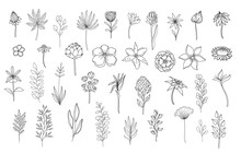 Line Art Floral Elements. Outline Foliage Natural Leaves Herbs. Set Hand Drawn Flower Botanical Vector Illustration.