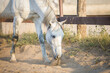 beautiful gray mare horse sniffing sand in paddock in evening sunlight in summer