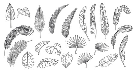 Wall Mural - Line art tropical leaves. Outline forest palm monstera fern hawaiian leaves. Hand drawn tropical elements vector illustration.