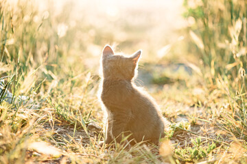 Wall Mural - Small kitten in the summer at sunset sits on a path in the field.