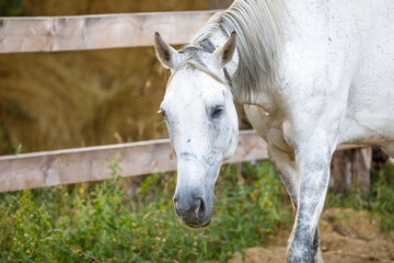 Sticker - gray mare horse in paddock in summer