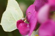 Motyl ,motyl na kwiecie ,flora i fauna ,owad zapylający