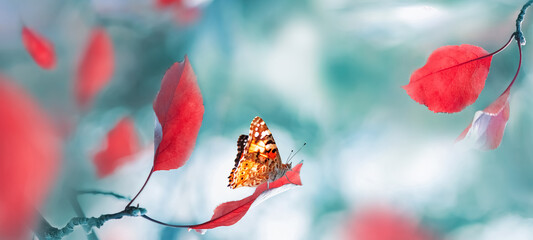 Bright  autumn summer natural background. Red leaves and butterfly in forest. Magical nature of autumn. Banner format.