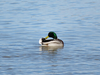 Canvas Print - Male mallard (Anas platyrhynchos) swimming in the water and combing its feathers