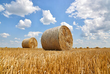 Crop Wheat Rolls Of Straw In A Field, After Wheat Harvested In Agriculture Farm, Landscape Rural Scene, Bread Production Concept, Beautiful Summer Sunny Day Clouds In The Sky