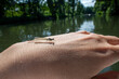 gelandete Libelle auf Handrücken mit Gewässer im Hintergrund