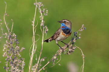 Wall Mural - Bluethroat in the south of Western Siberia