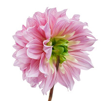 Dahlia Flower, Pink Dahlia Flower Isolated On White Background, With Clipping Path