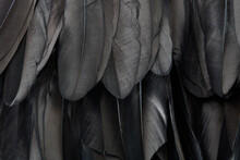 Black Swan Feathers Texture Background