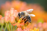 Bee - Apis mellifera - pollinates Asclepias Tuberosa - butterfly milkweed.