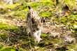 © vaclav - Lynx in green forest with tree trunk. Wildlife scene from nature. Playing Eurasian lynx, animal behaviour in habitat. Wild cat from Germany. Wild Bobcat between the trees
