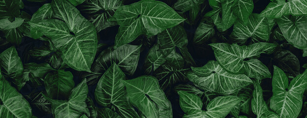 green leaves background