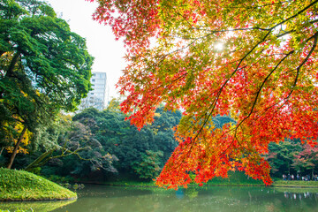 Wall Mural - beautiful autumn color of Japan yellow, green and red maple leaves with colorful blured bokeh background in autumn season,  Japan