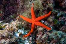 Mediterranean Red Sea Star (Echinaster Sepositus)