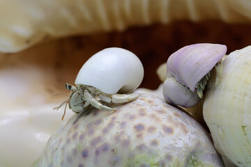 Two hermit crabs (Paguroidea sp) are walking slowly around the shell of a large dead hermit crab. 