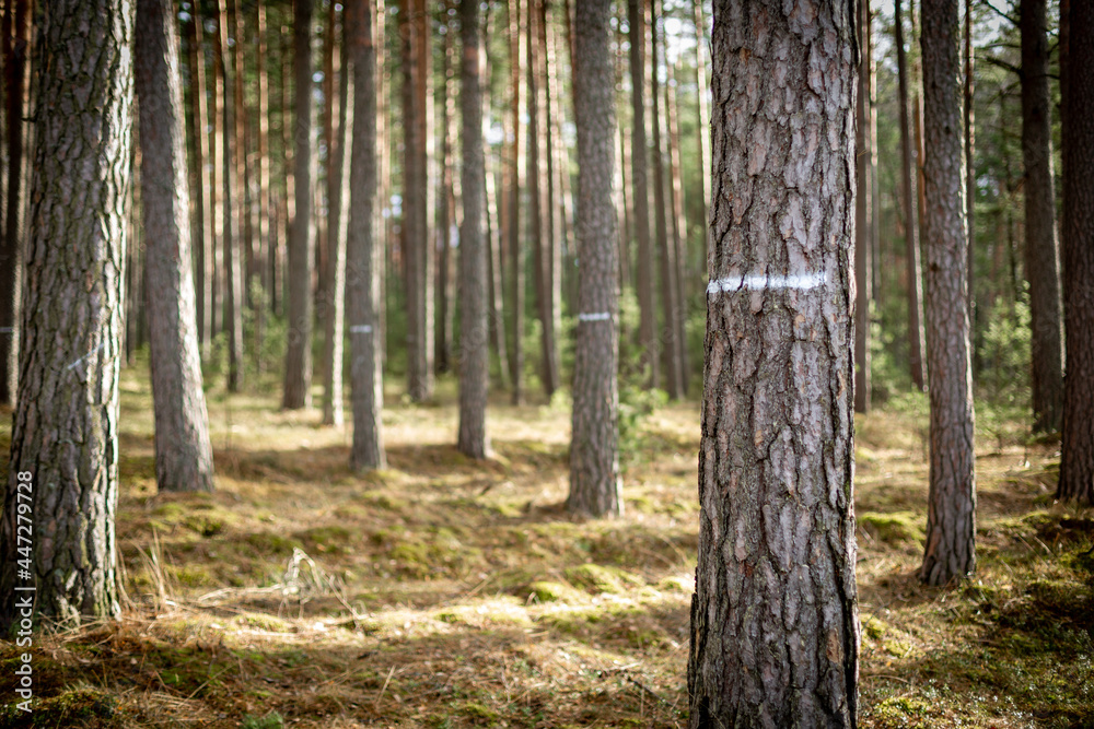 drzewa sosnowe w lesie - obrazy, fototapety, plakaty 