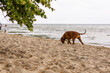 pies spacerujący na plaży