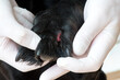 Veterinarian treats skin disease of a dog.