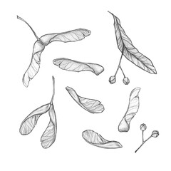 linden, red maple and ash-leaved maple seeds isolated on a white background. fall season nature art.