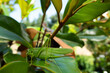 Grashüpfer auf einem Blatt einer Immergrünen Magnolie (Magnolia grandiflora)