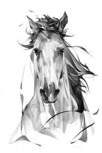 Drawn Portrait Of A Horse Head On A White Background With A Mane