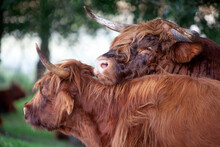 Scottish Highland Bull Leaning On A Scottish Highland Cow