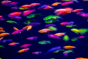 Sticker - danio rerio fish and neon corals