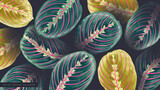 Fototapeta  - Maranta leuconeura, Prayer Plant background. Green leaves with pink veins (stripes) drawn in realistic style in vector format by hand. Tropical wallpaper, summer motif, rain forest. Banner, wallpapers