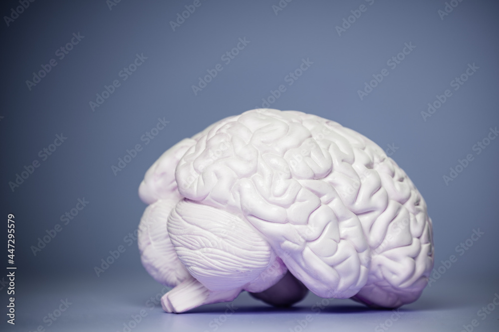 Photo of the human brain model view from side - obrazy, fototapety, plakaty 