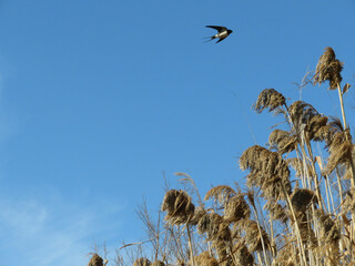 Canvas Print - Barn swallow (Hirundo rustica) flying in the sky